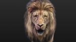Buy 3D Models Online | Lions XGEN Online | Massimo Righi