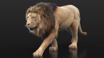 Buy 3D Models Online | Lions XGEN Online | Massimo Righi