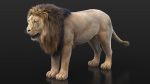 Buy 3D Models Online | Lions XGEN Online | Massimo Righi