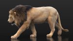 Buy 3D Models Online | Lions XGEN Online | Massimo Righi