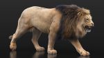 Buy 3D Models Online | Lions XGEN Online | Massimo Righi
