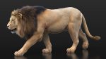 Buy 3D Models Online | Lions XGEN Online | Massimo Righi
