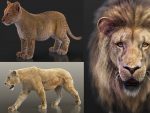 Lion & Lioness (XGEN-CORE) Online | 3D Models Online | Massimo Righi