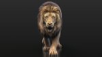 Buy 3D Models Online | Lions XGEN Online | Massimo Righi