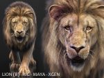 Buy 3D Models Online | Lions XGEN Online | Massimo Righi