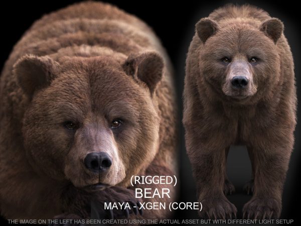 Bear RIG (xgen-core) Online | Massimo Righi 3D Models
