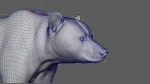 Bear RIG (xgen-core) Online | Massimo Righi 3D Models