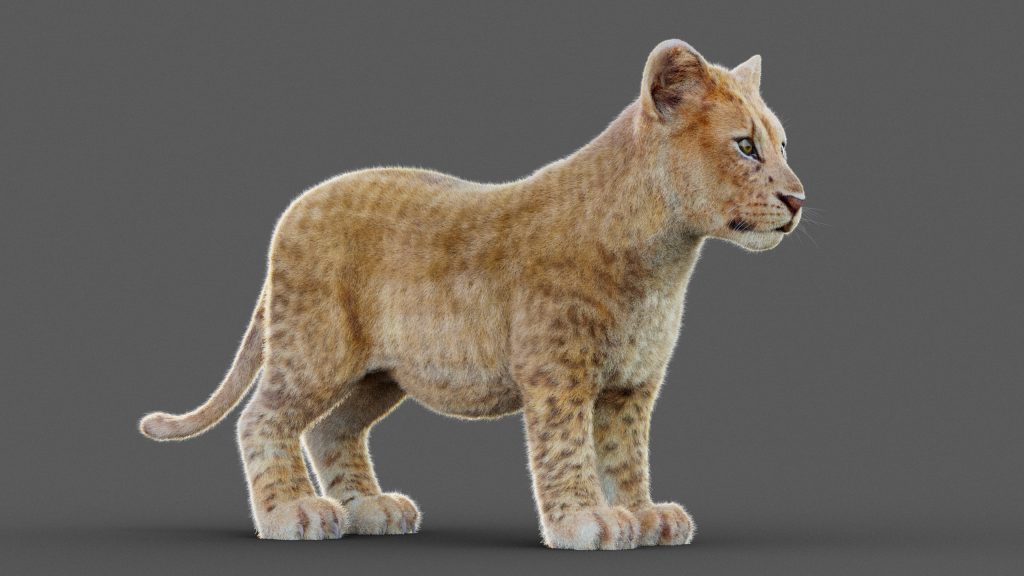 Lion Cub (RIG) (XGEN-CORE) Online | 3D Models Online | Massimo Righi