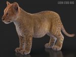 Lion & Lioness (XGEN-CORE) Online | 3D Models Online | Massimo Righi