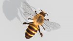 HONEYBEE (XGEN-CORE) (ANIMATED) Online | 3D Insects Model Online