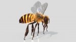 HONEYBEE (XGEN-CORE) (ANIMATED) Online | 3D Insects Model Online