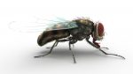 Buy HOUSEFLY (RIGGED) 3D Models Online | Massimo Righi