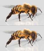 HONEYBEE (XGEN-CORE) (ANIMATED) Online | 3D Insects Model Online