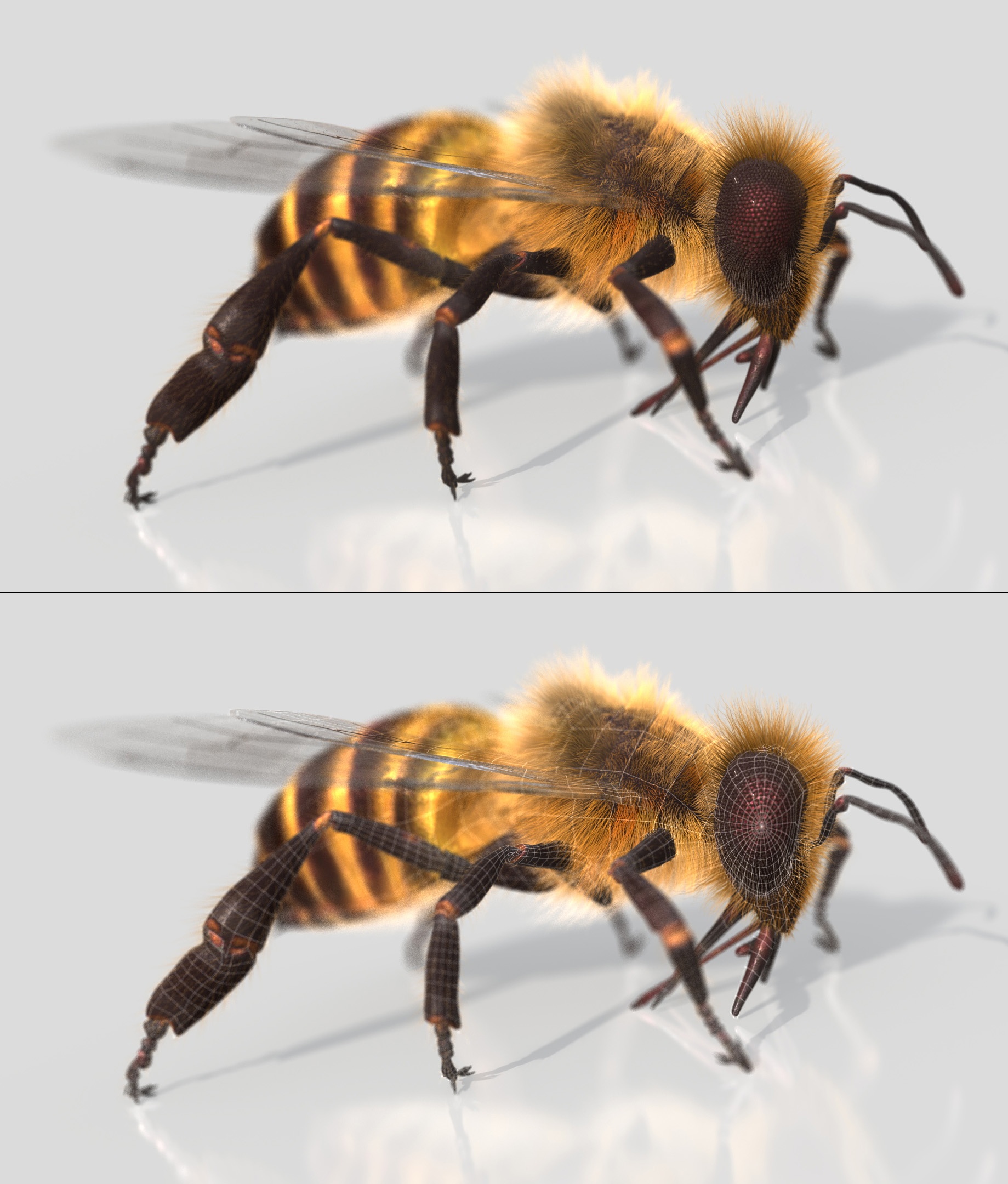 HONEYBEE (XGEN-CORE) (ANIMATED) Online | 3D Insects Model Online