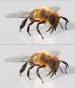 HONEYBEE (XGEN-CORE) (ANIMATED) Online | 3D Insects Model Online