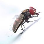 Buy HOUSEFLY (RIGGED) 3D Models Online | Massimo Righi