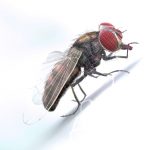 Buy HOUSEFLY (RIGGED) 3D Models Online | Massimo Righi