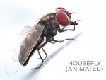 Buy HOUSEFLY (RIGGED) 3D Models Online | Massimo Righi