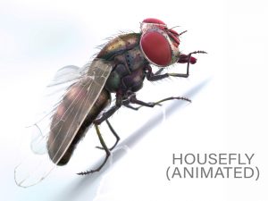 Buy HOUSEFLY (RIGGED) 3D Models Online | Massimo Righi