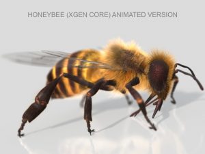 HONEYBEE (XGEN-CORE) (ANIMATED) Online | 3D Insects Model Online