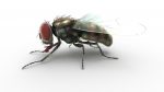 Buy HOUSEFLY (RIGGED) 3D Models Online | Massimo Righi