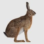 Hare Maya2022 (RIG) (XGEN-CORE) Online | 3D Models Online | Massimo Righi