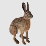 Hare Maya2022 (RIG) (XGEN-CORE) Online | 3D Models Online | Massimo Righi