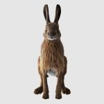Hare Maya2022 (RIG) (XGEN-CORE) Online | 3D Models Online | Massimo Righi