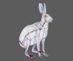 Hare Maya2022 (RIG) (XGEN-CORE) Online | 3D Models Online | Massimo Righi