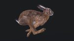 Hare Maya2022 (RIG) (XGEN-CORE) Online | 3D Models Online | Massimo Righi