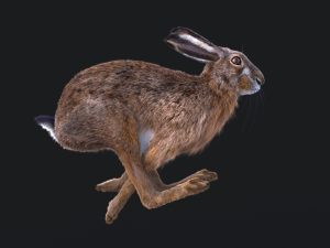 Hare Maya2022 (RIG) (XGEN-CORE) Online | 3D Models Online | Massimo Righi
