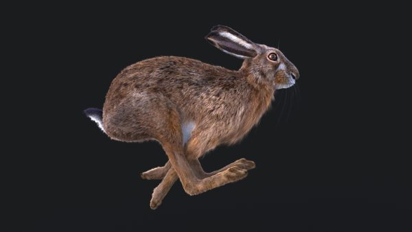 Hare Maya2022 (RIG) (XGEN-CORE) Online | 3D Models Online | Massimo Righi
