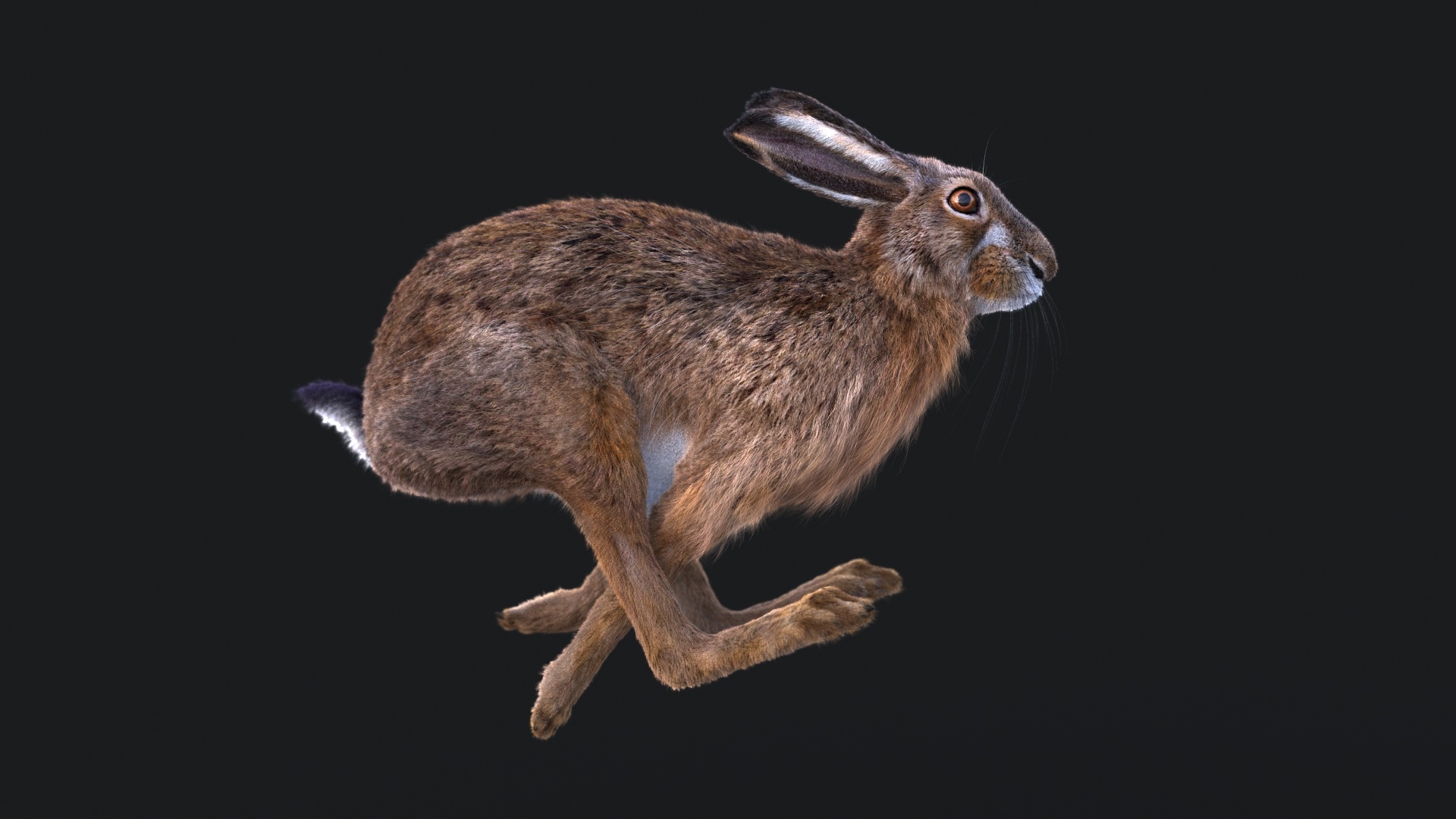 Hare Maya2022 (RIG) (XGEN-CORE) Online | 3D Models Online | Massimo Righi