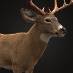 Buy Deer (ANIMATED) (XGEN-CORE) 3D Models Online | Massimo Righi | Animal 3D Model Online