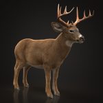 Buy Deer (ANIMATED) (XGEN-CORE) 3D Models Online | Massimo Righi | Animal 3D Model Online