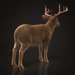 Buy Deer (ANIMATED) (XGEN-CORE) 3D Models Online | Massimo Righi | Animal 3D Model Online