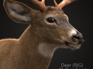 Buy Deer (ANIMATED) (XGEN-CORE) 3D Models Online | Massimo Righi | Animal 3D Model Online