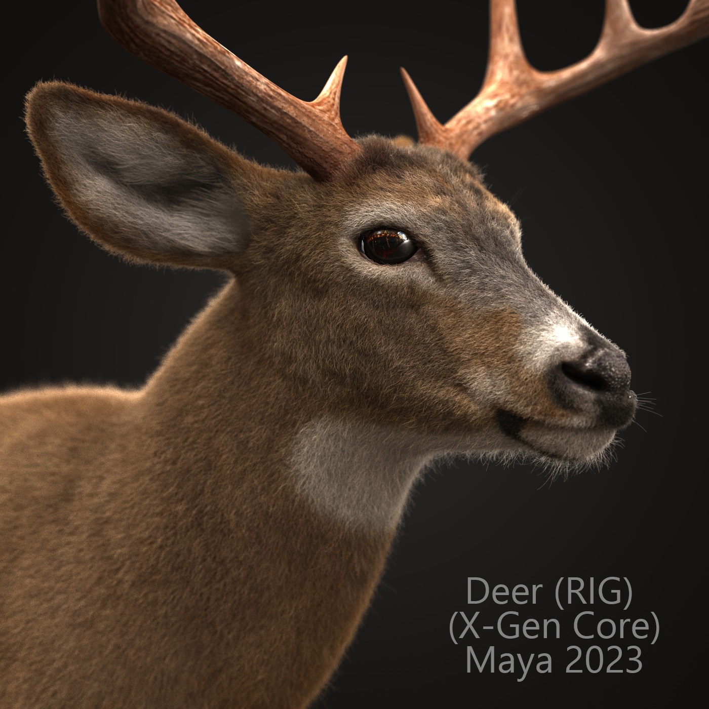 Buy Deer (ANIMATED) (XGEN-CORE) 3D Models Online | Massimo Righi | Animal 3D Model Online