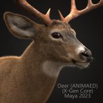 Buy Deer (ANIMATED) (XGEN-CORE) 3D Models Online | Massimo Righi | Animal 3D Model Online