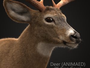 Buy Deer (ANIMATED) (XGEN-CORE) 3D Models Online | Massimo Righi | Animal 3D Model Online