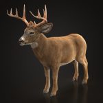 Buy Deer (ANIMATED) (XGEN-CORE) 3D Models Online | Massimo Righi | Animal 3D Model Online