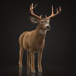 Buy Deer (ANIMATED) (XGEN-CORE) 3D Models Online | Massimo Righi | Animal 3D Model Online