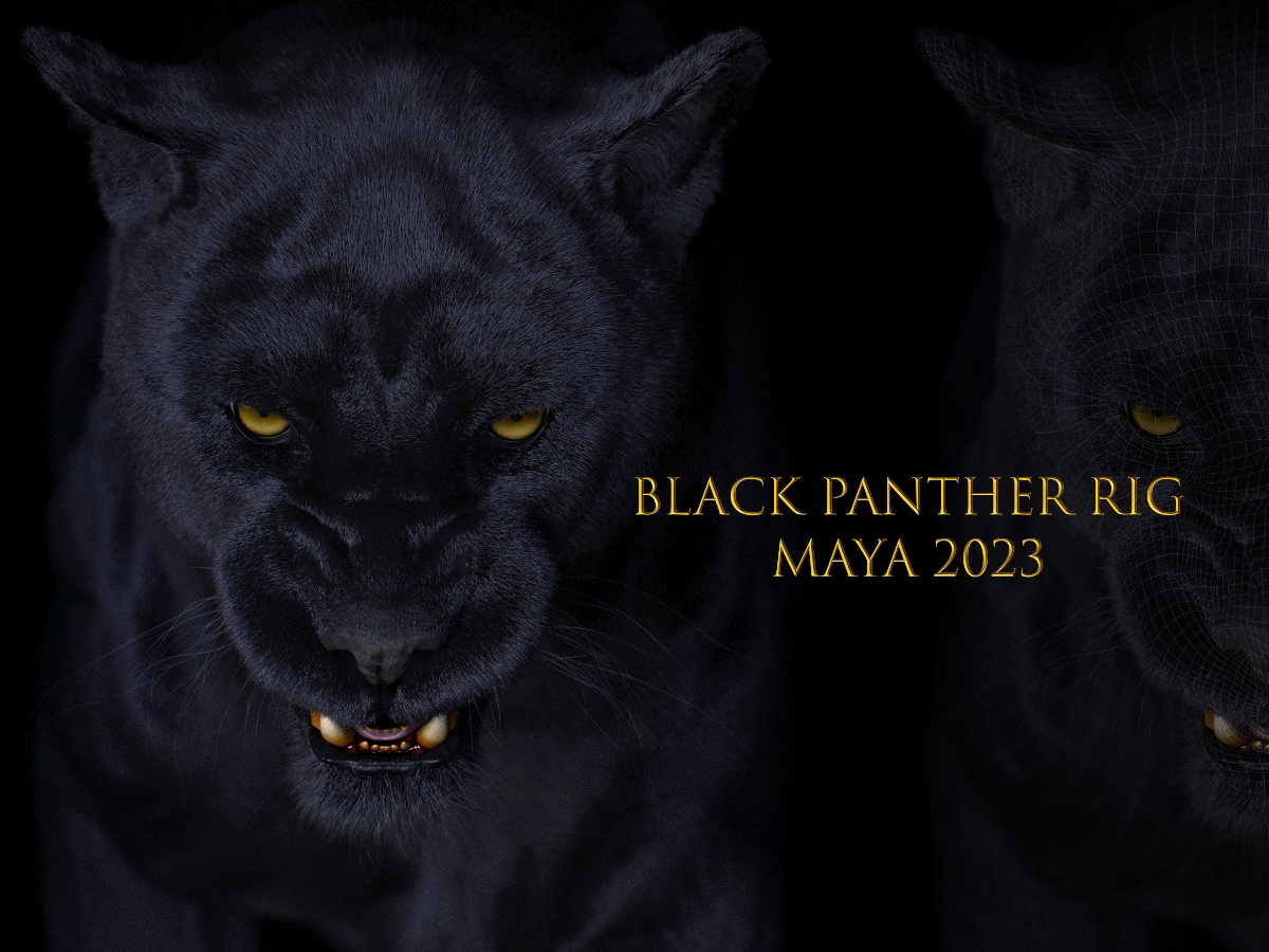 Black Panther Animated (Xgen-core) Online | Massimo Righi 3D Models