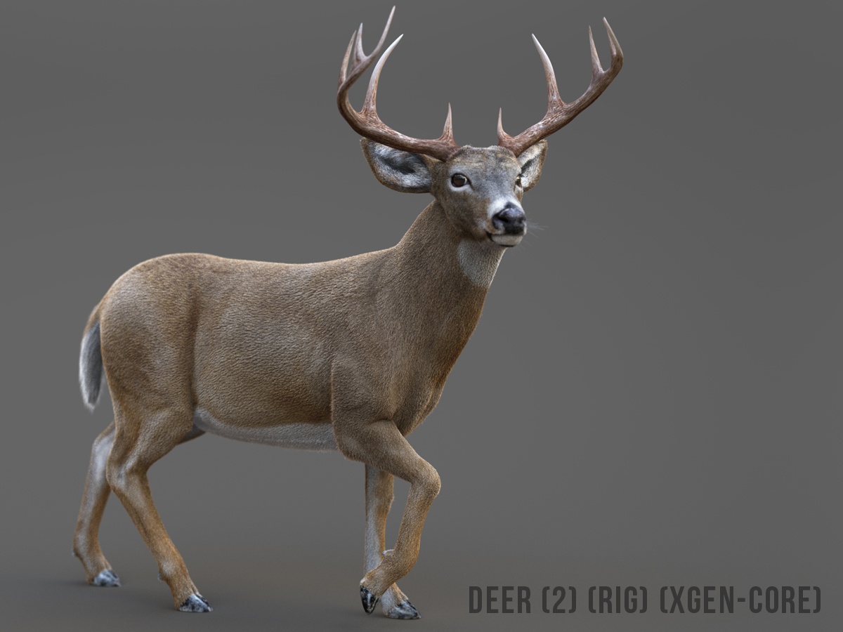 Deer model 2025
