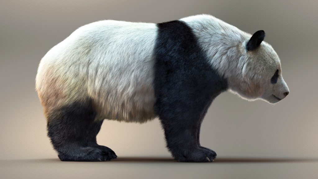 Giant Panda (RIG) (XGEN-CORE) 3D Model Online | Panda 3D Model Online