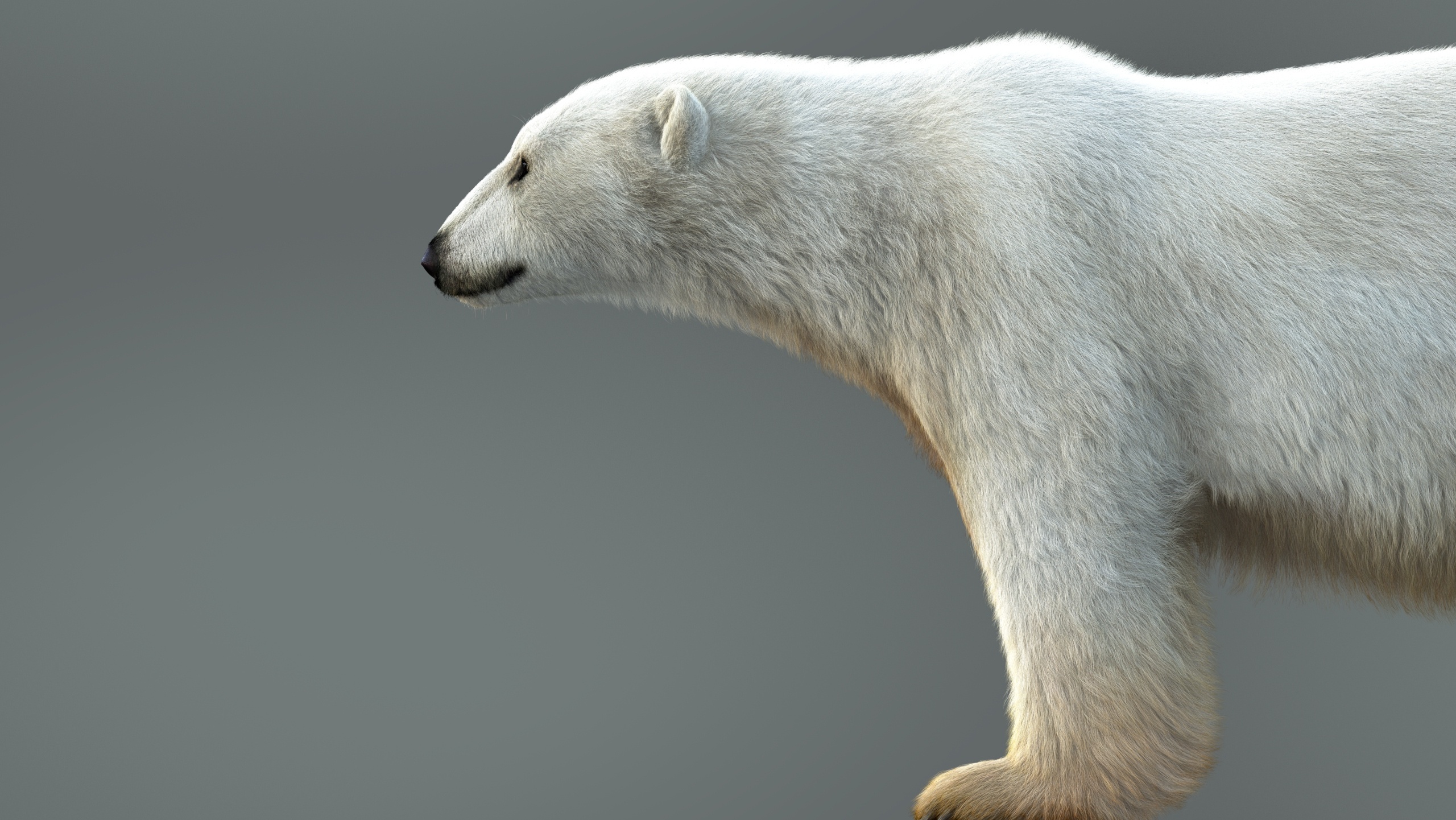 Polar Bear (XGEN-CORE) - Massimo Righi