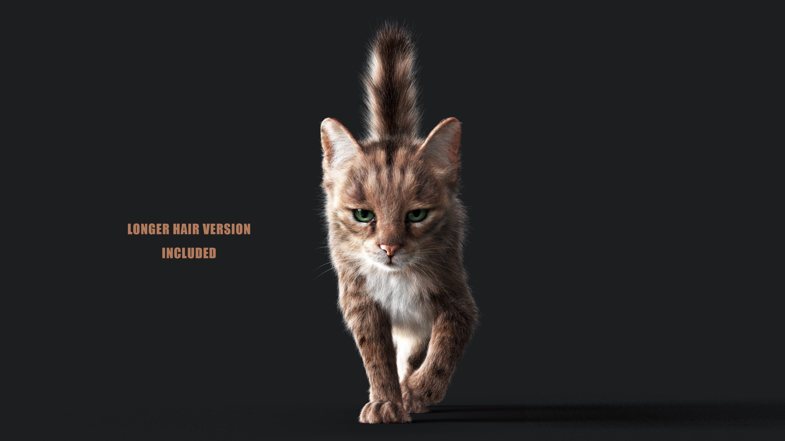 New cats assets