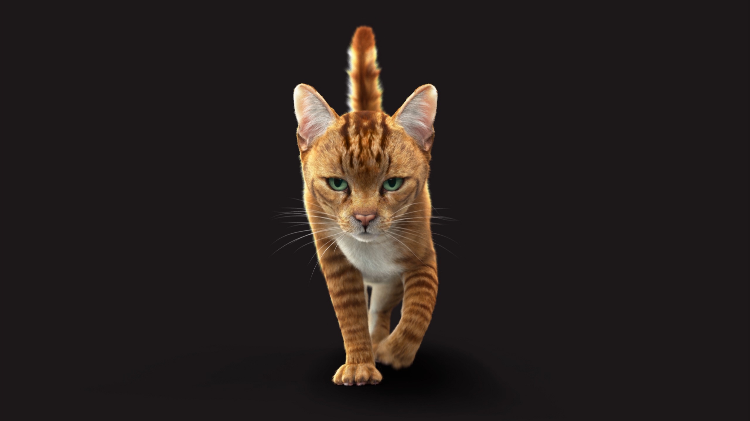 Orange Tabby Rigged Orangy Cat 3D Models | (RIG) – XGEN VERSION