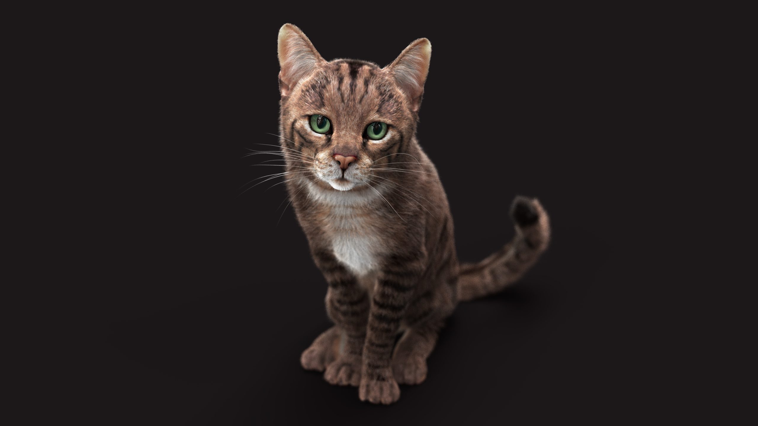 Grey Cat Tabby RIG) – XGEN VERSION | Massimo Righi