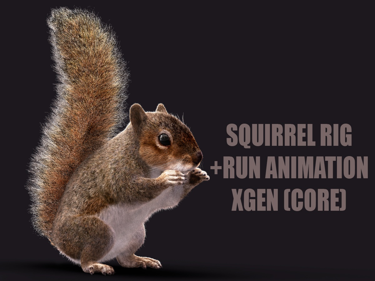 Buy 3D Models Online | Squirrel 3D Models Online